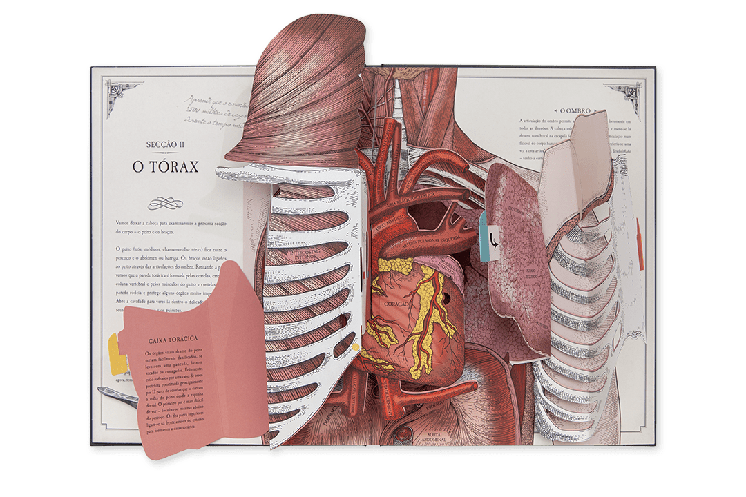 O Corpo Humano - Um Guia em Pop-up Sobre Anatomia